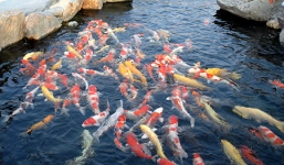 Cận cảnh loài cá 'khủng' ngàn đô đem lại may mắn về Việt Nam