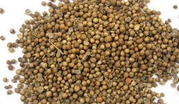 Dịch sởi bùng phát: hạt mùi tăng giá gấp 5 lần