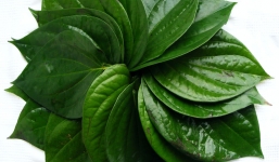 Khám phá những tác dụng 'thần kỳ' từ lá trầu không