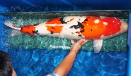Cá chép Nhật Bản có giá hàng trăm triệu đã về Việt Nam