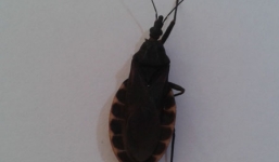 Bọ xít hút máu người lại tấn công