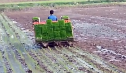 Clip: Cấy lúa kiểu Hàn Quốc