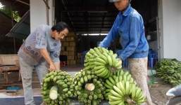 Clip thương lái Trung Quốc thu mua chuối bất chấp non hay già