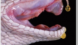 Clip: Hậu quả khủng khiếp khi nọc rắn tiếp xúc máu người