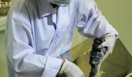 300.000 đồng một kg thịt cá tầm sau lấy trứng