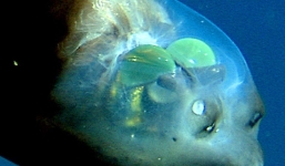 Vẻ đẹp mê mẩn của sinh vật trong suốt như thủy tinh 