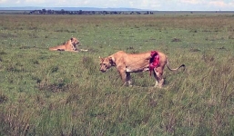 Cận cảnh ca cấp cứu sư tử cái bị rách toạc người