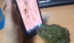 Cho cóc chơi game trên smartphone: Coi chừng bị cắn lại