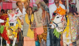 5000 người tham dự lễ cưới của 2 chú bò ở Ấn Độ