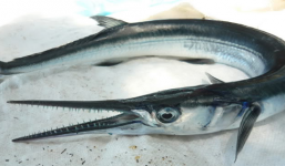 Clip: Cận cảnh câu loài cá đâm vào cổ du khách Nga tại biển Nha Trang