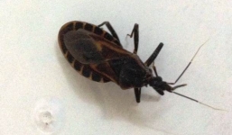 Bọ xít hút máu lại xuất hiện ở Hà Nội 