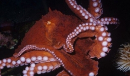  Kinh hoàng bạch tuộc khổng lồ 'xé xác' cá mập