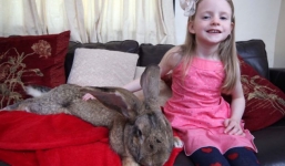 Cận cảnh chú thỏ lớn nhất thế giới ăn 4000 củ cà rốt mỗi năm