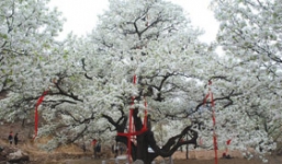 Độc đáo cây lê 500 tuổi cho 3 tấn quả mỗi năm