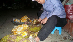 Kỹ nghệ “hồi sinh” hoa quả thối