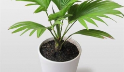 Những loại cây hút khí cực độc nên trồng trong nhà