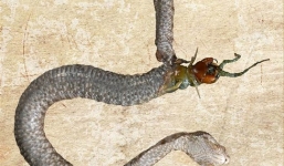 Bị nuốt sống, rết ăn hết ruột rắn rạch bụng chui ra ngoài