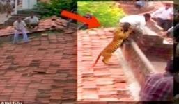 Báo hoang nhảy lên mái nhà tấn công người