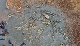 Trận huyết chiến kinh hoàng giữa cá sấu và hà mã