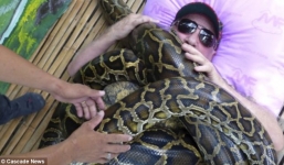 Hãi hùng người đàn ông cho 4 con trăn khổng lồ quấn người để chữa bệnh