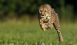 Báo đốm phá nát mái nhà, tấn công người 