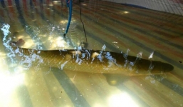 Bắt được cá 'khủng' nặng 30kg, dài 1,4m