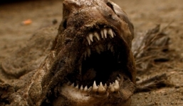 Cận cảnh loài 'chó sói' dưới đáy Đại dương