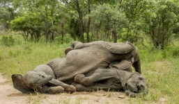 Chùm ảnh hài hước những chú voi say bí tỉ trong vườn thú