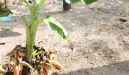 Người dân ồ ạt kéo đến xem cây chuối nở 6 buồng quanh thân