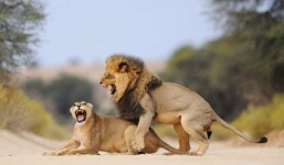 Giây phút 'quan hệ' rùng rợn nhất thế giới động vật