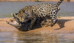 Báo đốm vượt sông săn cá sấu vô cùng ngoạn mục