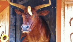 Cận cảnh 'cô bò' có 3 sừng