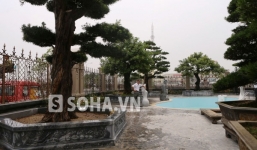 Tùng, bách chục tỉ trong vườn đại gia Phủ Lý