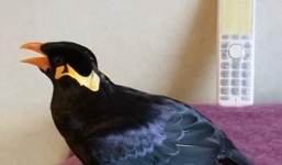 Kinh ngạc với chú chim nói tiếng Nhật như gió