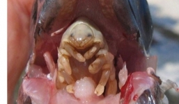 Cận cảnh loài quái vật ăn lưỡi kinh hoàng ở Địa Trung Hải