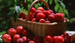 9 loại trái cây giúp đánh tan mỡ bụng hiệu quả