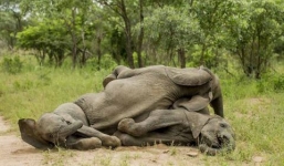 Voi rừng bị đầu độc ngã chồng chất lên nhau
