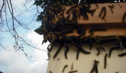 Lâm Đồng: Hàng ngàn con sâu lạ 'tấn công' nhà dân