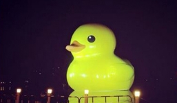 Phát sốt hình ảnh 'chú vịt hạnh phúc' chu du qua 15 thành phố đến Việt Nam