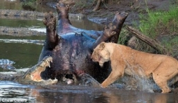 Huyết chiến giữa sư tử và cá sấu tranh xác hà mã khổng lồ