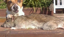 Bắt được chuột khổng lồ dài gần nửa mét