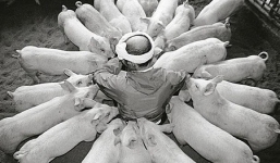 Bộ ảnh tình yêu của lão nông và nghìn con lợn gây sốt cộng đồng mạng