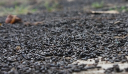 Đồng Nai: Người dân bỏ nhà ra vườn ở vì bị bọ đậu đen tấn công