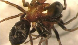 Giải mã hiện tượng động vật cái ăn thịt bạn tình trước khi giao phối