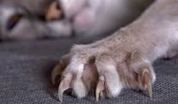 Rùng rợn người chết bị móc mắt   