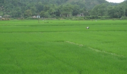 Giả mạo văn bản của lãnh đạo tỉnh để lừa dân