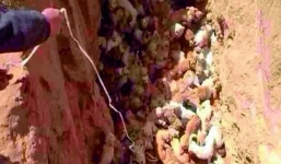 100 con chó bị chôn sống khiến dân mạng phẫn nộ