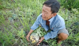 Truy tìm tung tích “Người đàn ông bật khóc trên ruộng dưa”