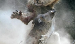 Cận cảnh sư tử điên cuồng tấn công lợn lòi