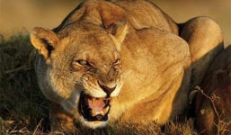 Cuộc chiến sinh tồn ác liệt giữa sư tử và trâu rừng